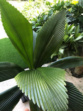 Load image into Gallery viewer, Joey Palm - Johannesteijsmannia altifrons - Diamond Palm
