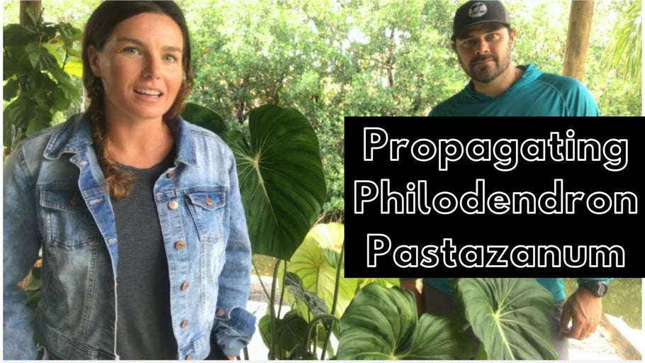 Propogating Philodendron Pastazanum