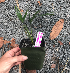 Kentiopsis Oliviformis Seedling