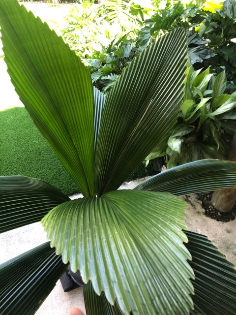Joey Palm - Johannesteijsmannia altifrons - Diamond Palm