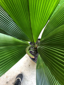Joey Palm - Johannesteijsmannia altifrons - Diamond Palm