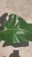Load and play video in Gallery viewer, Philodendron Mexicanum

