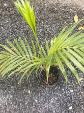 Load image into Gallery viewer, Teddy Bear Palm (Dypsis Leptochelios) seedling
