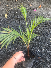 Load image into Gallery viewer, Teddy Bear Palm (Dypsis Leptochelios) seedling
