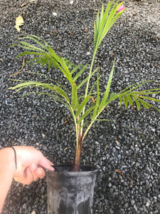 Teddy Bear Palm (Dypsis Leptochelios) seedling