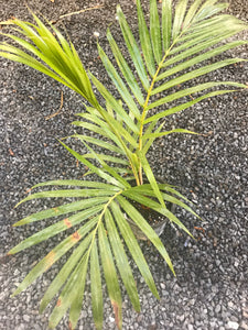 Teddy Bear Palm (Dypsis Leptochelios) seedling