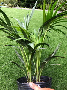 Kentia palm