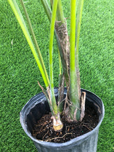 Load image into Gallery viewer, 6 ft Kentia Palm
