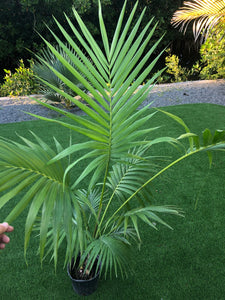 6 ft Kentia Palm