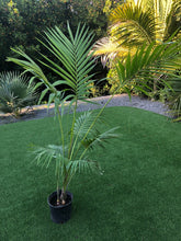 Load image into Gallery viewer, 6 ft Kentia Palm
