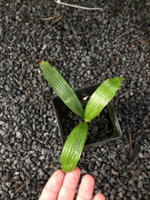 Load image into Gallery viewer, Licuala Orbicularis Palm
