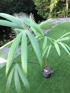 Root Spine palm 6’-7’ tall