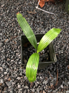 Licuala Orbicularis Palm