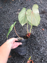 Load image into Gallery viewer, Philodendron Gloriosum
