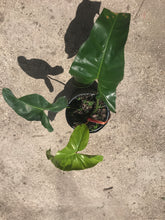 Load image into Gallery viewer, Philodendron Mexicanum
