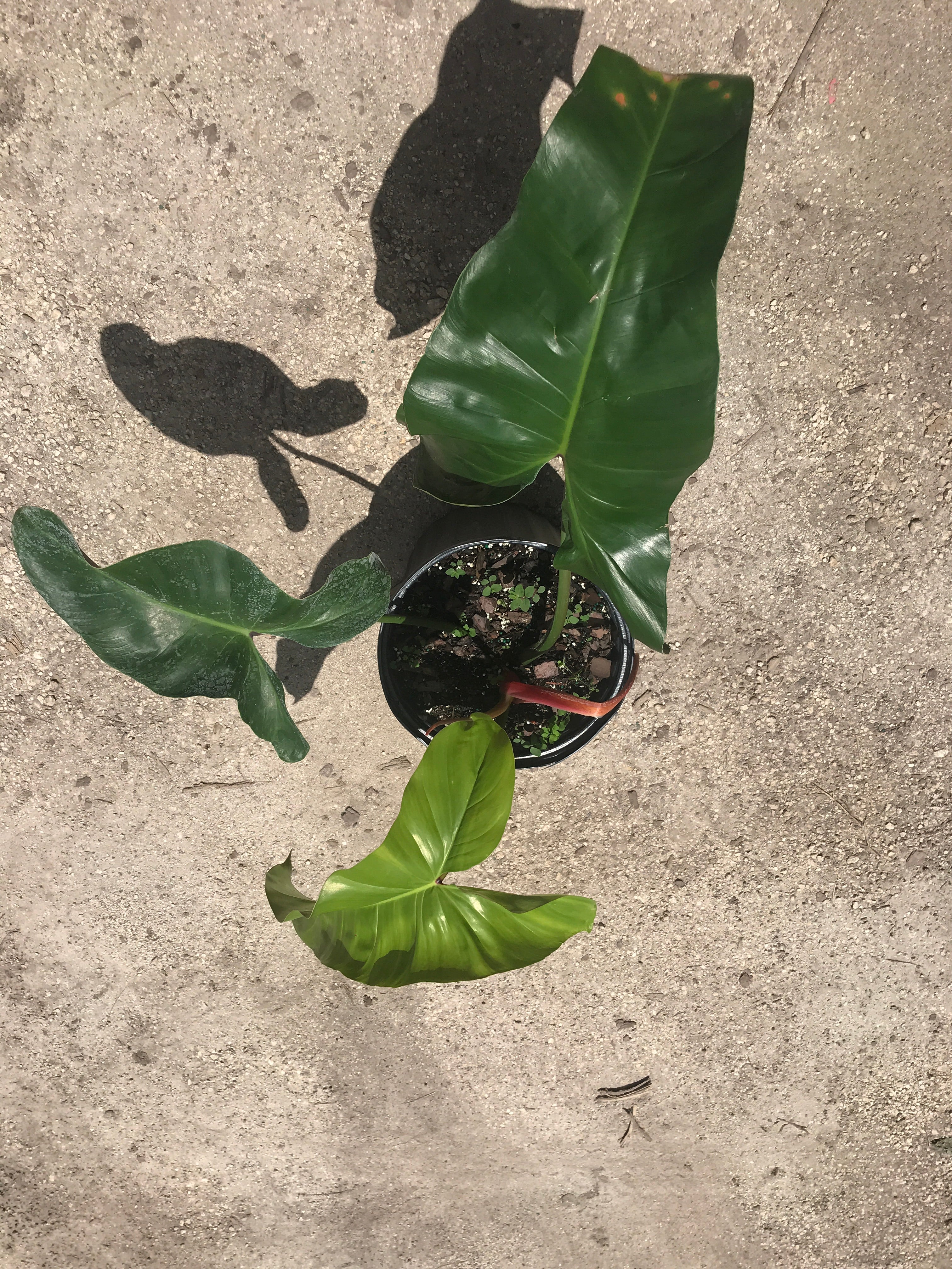 Philodendron Mexicanum – Rooted Key West