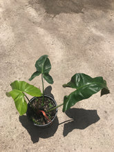 Load image into Gallery viewer, Philodendron Mexicanum

